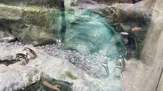 A colony exhibit of Humboldt penguins!