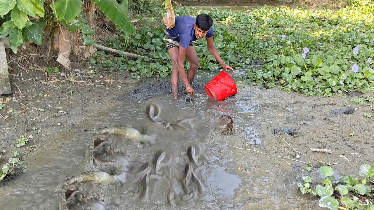 New Fishing video। বিলের পানি শুকিয়ে যাওয়ায় ছোট ডোবা ছেঁচ করে প্রচুর দেশি কৈ মাছ ও শিং মাছ ধরা। 