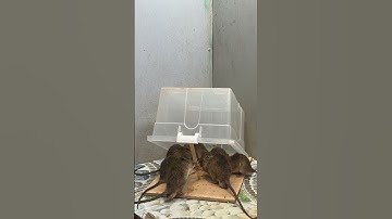 #mousetrap mouse trap ideagood rat trap at home #mousetrap2022 #mousetrap #rattrap #rat#7069