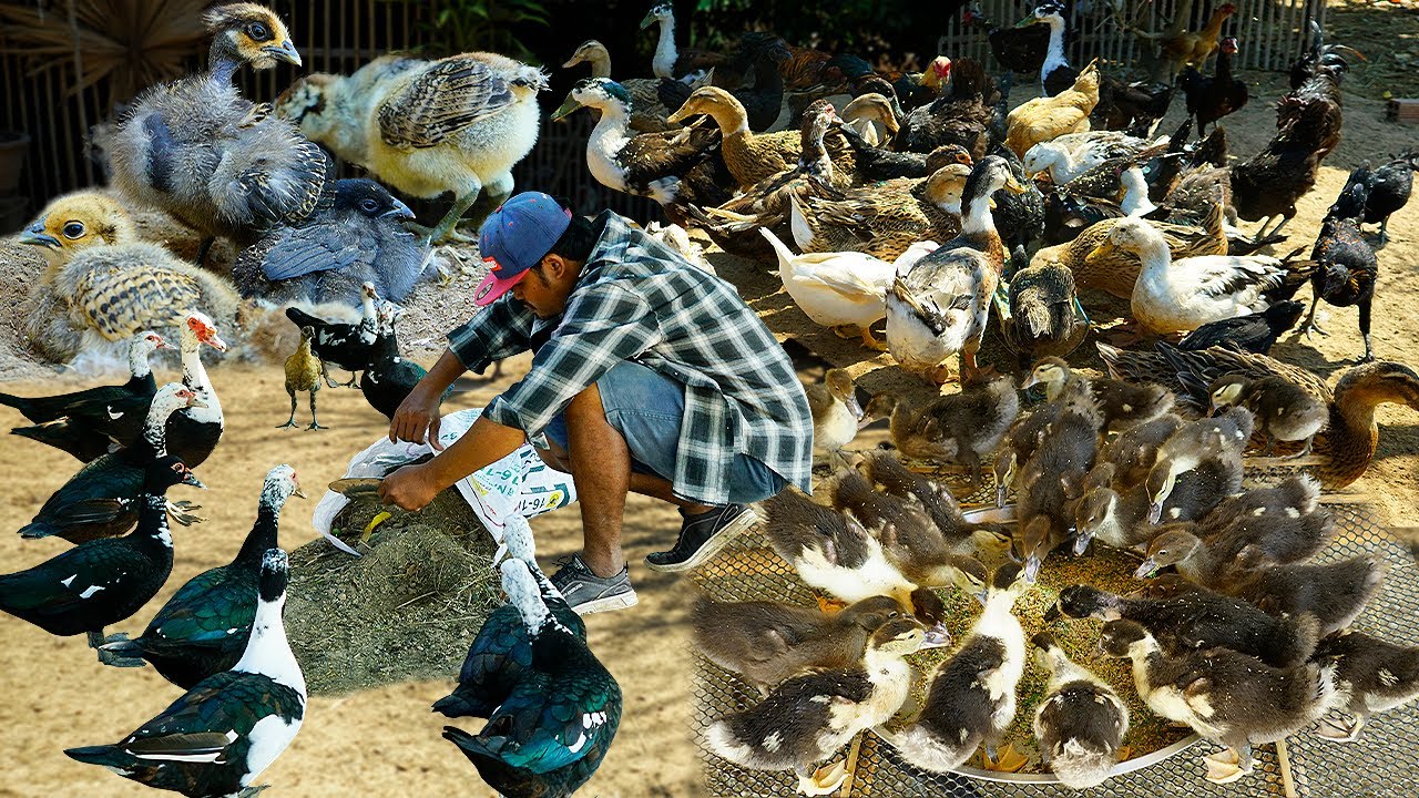 Expert Duck Farmer Shares Top Profitable Business Ideas