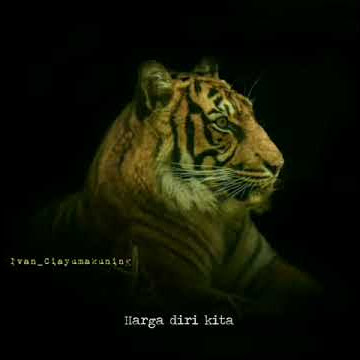 story macan siliwangi