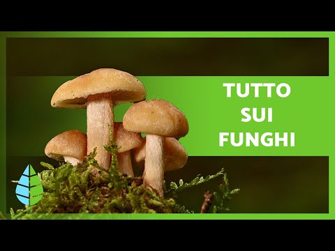 Video: A quale classe appartengono i funghi?