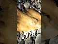 Catch and release Razza Fish🎣🐟😍 #pesca #fish #fisherman #fishing #fishingvideo #fishinglife #release