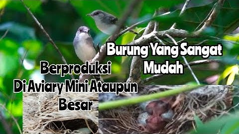 BURUNG CIBLEK,ADALAH BURUNG YANG SANGAT BAGUS UNTUK AVIARY/Kandang Semi Alam.