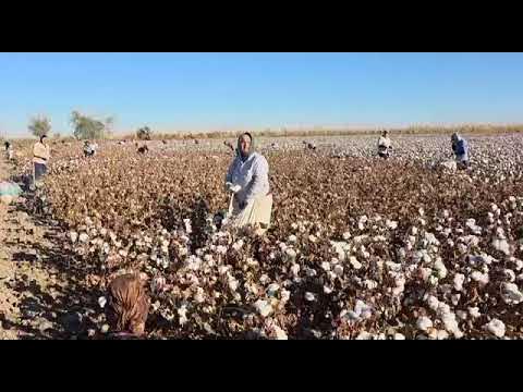 Hind kino aktrisalarining porno suratlari Eng maxfiy porno videolar