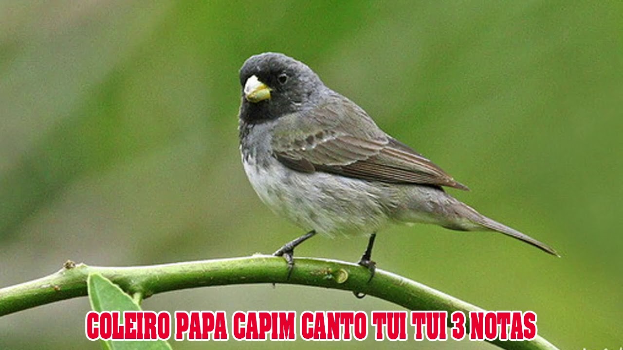 Papa Capim Canto Tui Tui Limpo, top 💪 #cantodepassaros #coleiro #papa