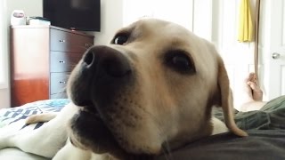 Dog wakes owner