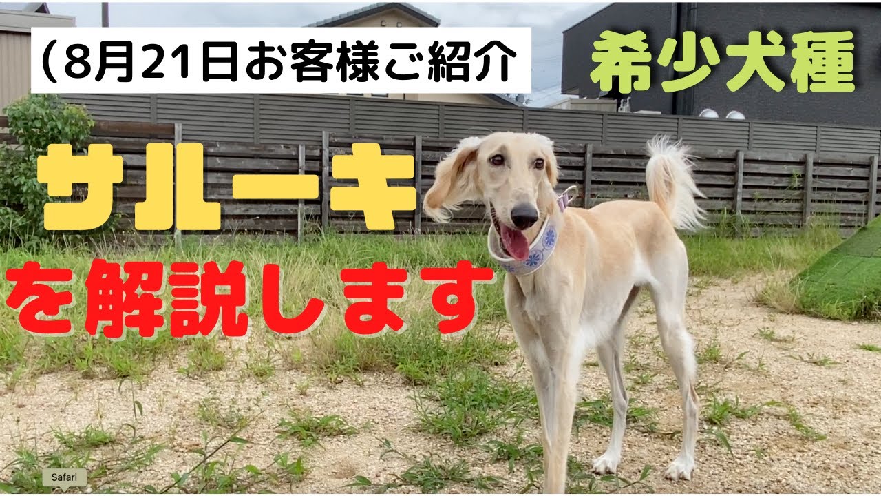 サルーキを解説します 8月21日お客様ご紹介 Youtube