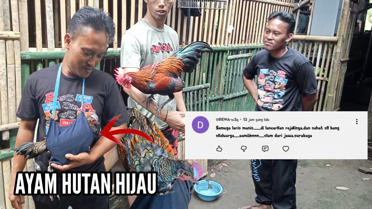 GK SAMPE 1 MINGGU DIRUMAH❗AYAM HUTAN HIJAU YANG BARU SAJA DI B3LI KINI LANGSUNG ADA YANG B4YARI LAGI
