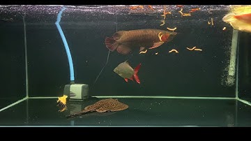 cho Cá Rồng huyết long ăn nhái