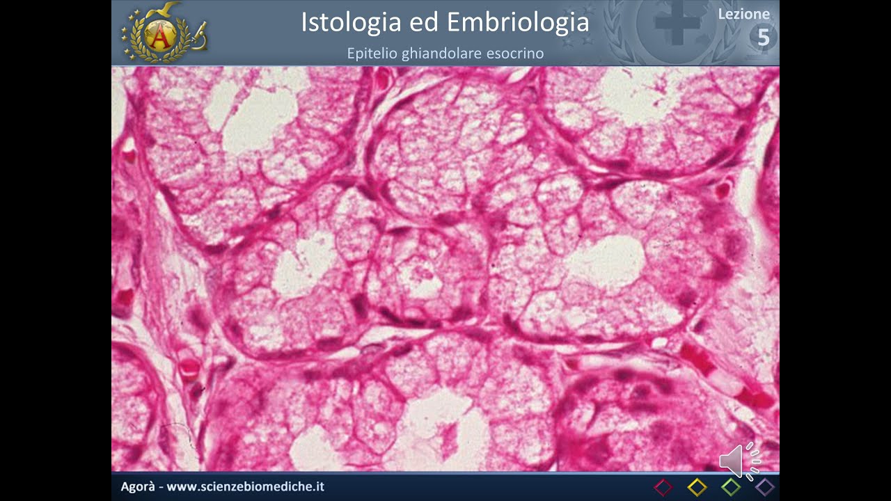 Istologia 05 - Epitelio ghiandolare esocrino - YouTube