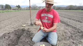 How to Plant Potatoes