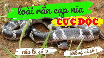Rắn Cạp Nia Cực Độc | Thuộc Top 10 Loài Rắn Độc Nhất Việt Nam