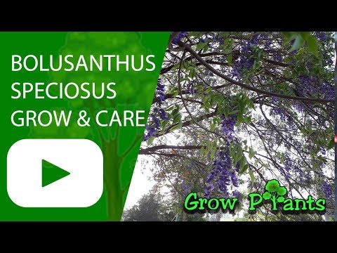 Bolusanthus speciosus - grow and care (shade tree)