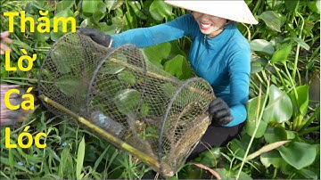 1780 / Thăm lờ cá lóc dính thấy ham