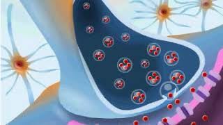 Structure Of A Synapse