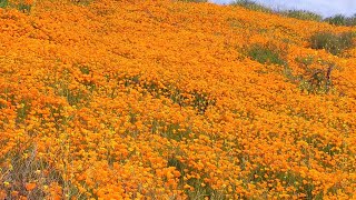 Stunning wildflower poppy bloom along the green rolling hills of Weir Canyon Trail in Anaheim CA