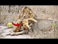 The pride lion killed its cub & its mother could not save it kruger national park | latest sightings