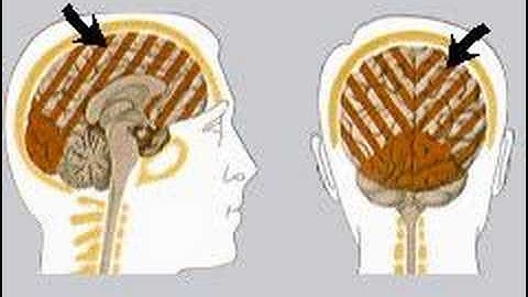 How the Body Works : The Primary Visual Cortex