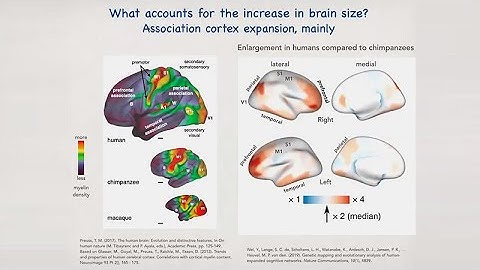 Exploring The Human-Ape Paradox - Todd Preuss, Nina Jablonski, Lyn Wadley