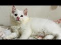 Funny cats videos #shorts #shortvideo #trending #youtubeshorts #funny #comedy #viralvideo #video #yt
