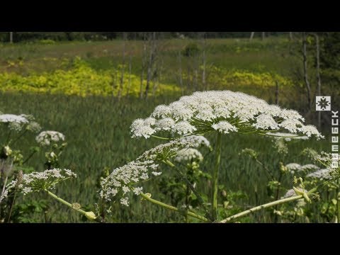 Витебская область продолжает бороться с борщевиком (21.05.2020)