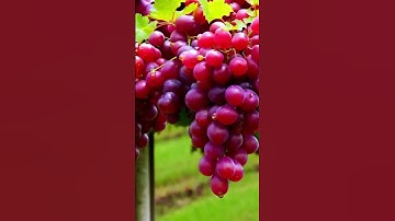 Red Grapes A Nice Snack with Shocking Benefits #grapenation #fruit #farming #garden #wine #grapes
