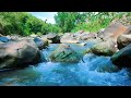 Water and Nature Sounds for Sleep Gentle Water &amp; Wilderness Ambience