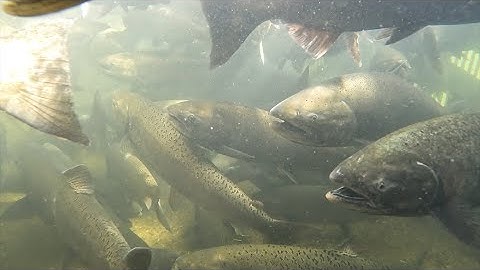 Collaborating to help Spring Run Chinook Salmon
