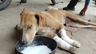 The poor dog was discovered in ex treme p.ain, with severely da.maged skin on both front legs by Angels And Animals 584 views 2 weeks ago 5 minutes, 4 seconds