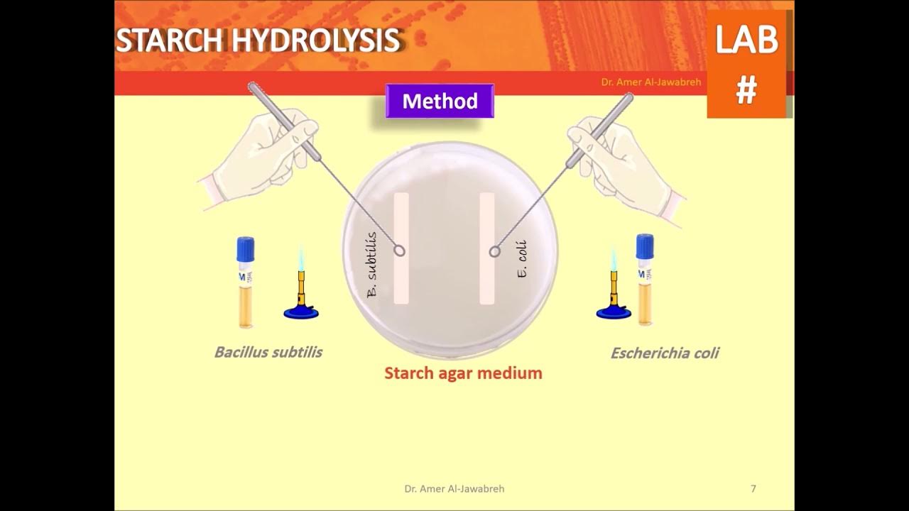 Starch hydrolysis test YouTube