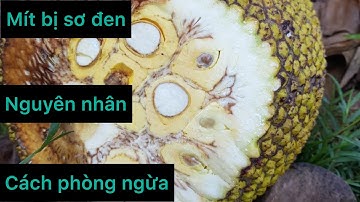 Mít bị sơ đen - Nguyên nhân và cách khắc phục hiểu quả nhất cho bà con nhà vườn !