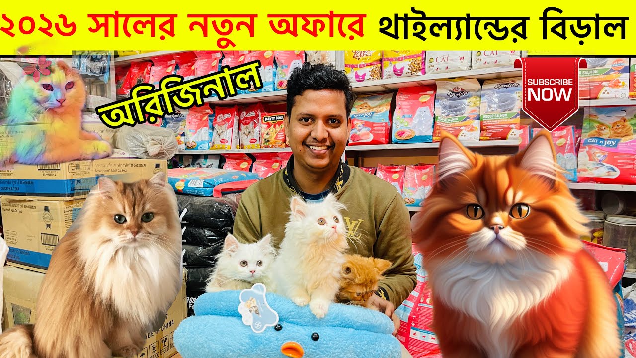 Persian cat price in Bangladesh 2026 |  New persian baby price in Bangladesh 2025