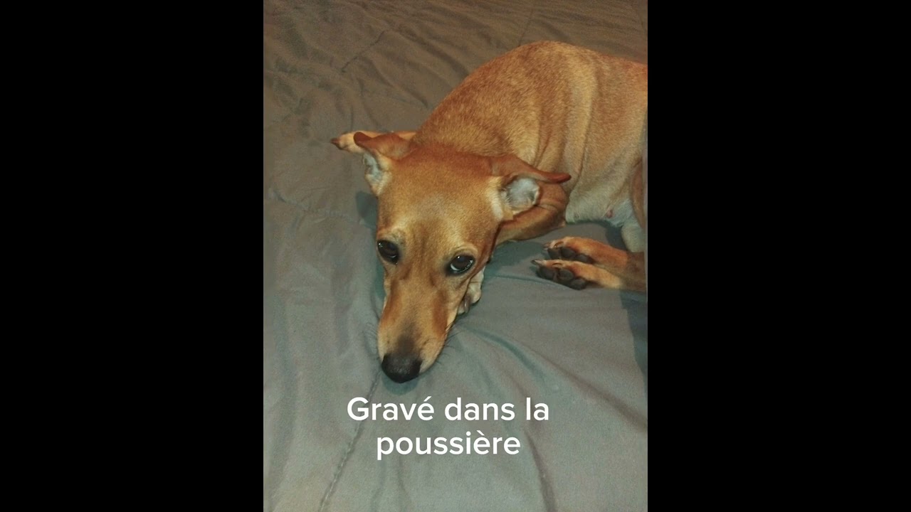 Silver Wsh - Gravé dans la poussière (clip officiel)