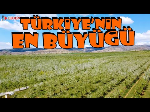 TÜRKİYE'NİN EN BÜYÜK MEYVE BAHÇESİ YOZGAT'TA | Kadışehri Kabalı Meyve Bahçesi