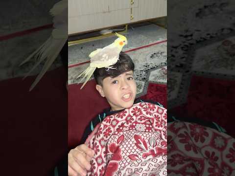 ببغاء القزم نايم وي بلونه 🦜😂