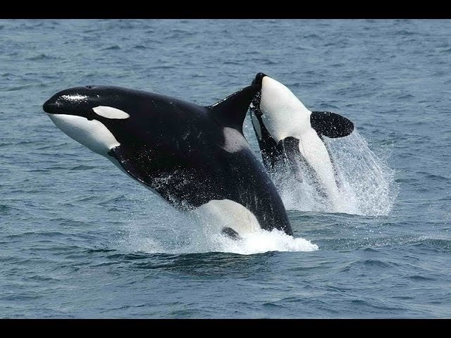 Facts: The Killer Whale class=