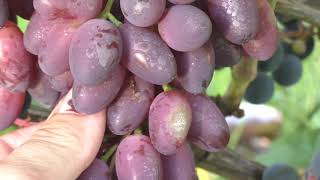 Чудо-средство для борьбы с болезнями на винограднике