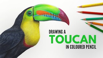 Drawing a Toucan in Colored Pencil | Realistic Bird Drawing