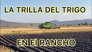 LA TRILLA DEL TRIGO EN MICHOACAN