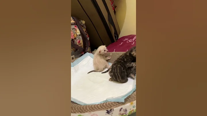 Video 11492881: adopted bengal