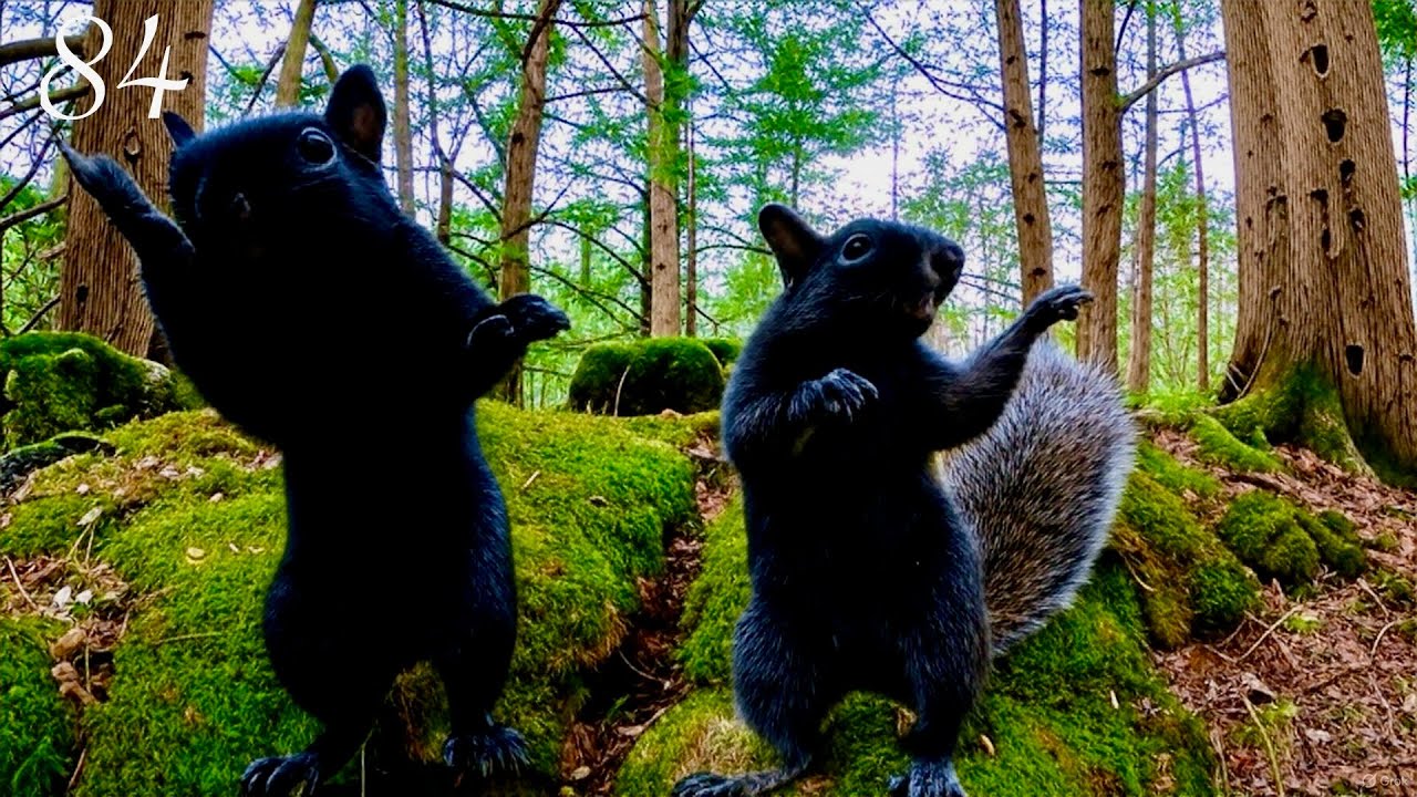 Cat & Dog TV: Squirrels in a Beautiful Forest. 4K. Episode 84