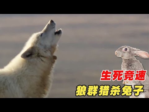 狼群捕捉兔子，展开一场生死搏斗，触目惊心最后还是落入狼口！