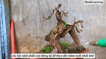 Tạo tác cây Lộc vừng có nguồn gốc từ một cái rễ