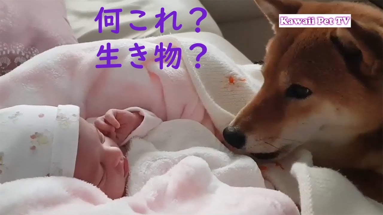 かわいい柴犬 初めて赤ちゃんに会った柴犬の反応が超おもしろい Youtube