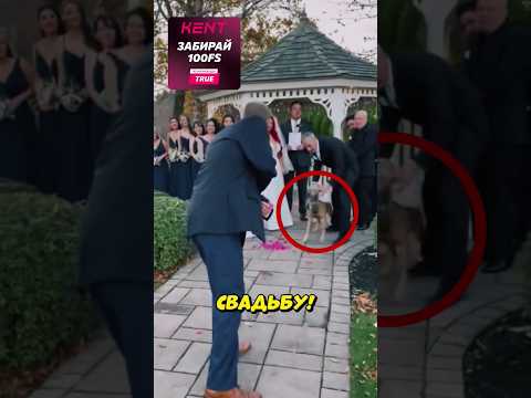 Пëс спас свадьбу!😇 (🎥: @dagger.dogs on TT)