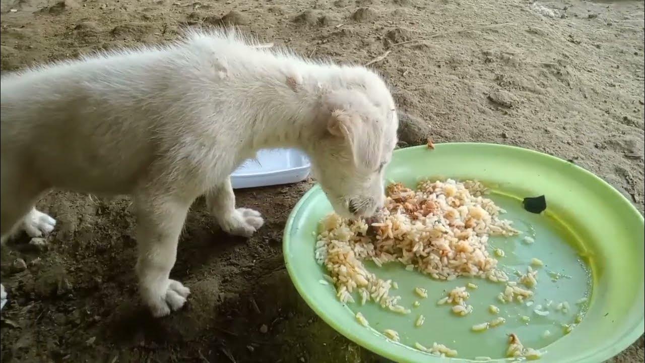 The puppy eat food YouTube
