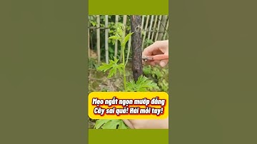 Ngắt Ngọn Thế Này Mướp Đắng Ra Quả Nhiều Bất Ngờ | Cách Trồng cây!