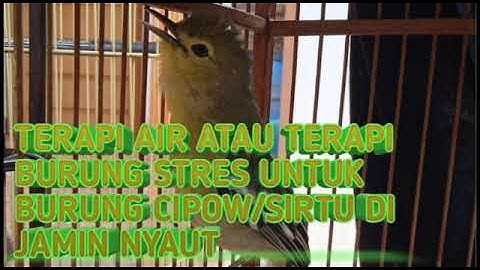 Terapi Air Burung Cipow/Sirtu Setres||Terapi Untuk Lomba Di Jamin Nyaut