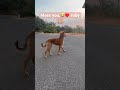 #Dog lover #pets#viralclips#dialogue #youtube #YouTube short viral video #puppypic🙏😭❤️#MissyouRuby